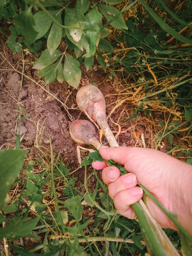 female hand is pulling out a ripe onion from the ground in the garden