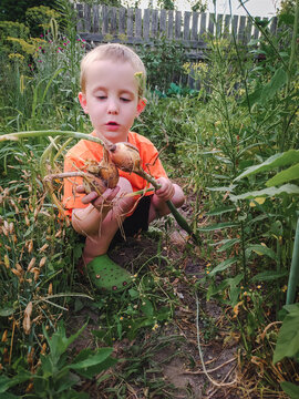 Toddler boy and freshly picked onions in the garden