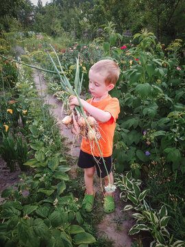 Preschool boy is holding a bunch of freshly picked onions in a garden