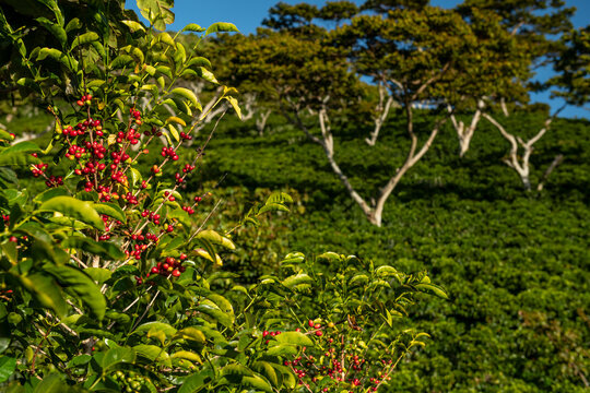 Organic coffee farm in the mountains of Panama, Chiriqui highlands