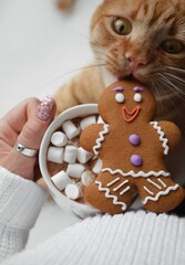 ginger cat and christmas cookies