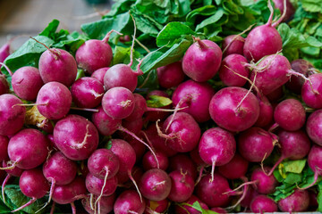 Tender radishes placed on a shelf for sale inside a market