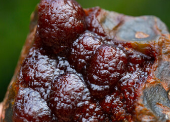 red fox agate mineral specimen stone rock geology gem crystal