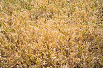 golden field of wild grasses, which look like wheat.Tenerife.Spain