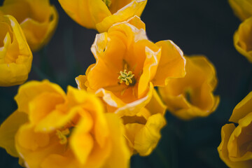 yellow tulip flower