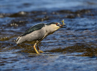 Black-crowned Night Heron caught a fish