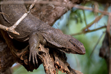 Bengal monitor or Varanus bengalensis on a tree