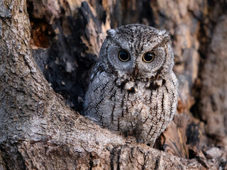 Eastern Screech Owl  Sitting in a Tree Hole in Early Spring, Portrait