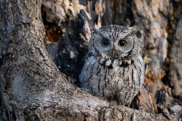 Eastern Screech Owl  Sitting in a Tree Hole in Early Spring, Portrait