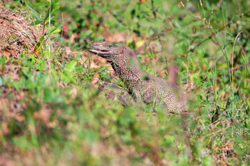 Bengal monitors or Varanus bengalensis perform mating