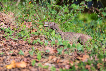 Bengal monitors or Varanus bengalensis perform mating