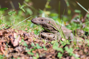 Obraz premium Bengal monitors or Varanus bengalensis perform mating