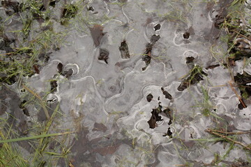 ice crystals on the puddle