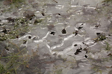 ice crystals on the puddle