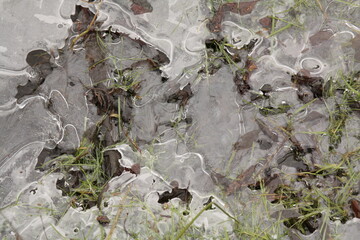 ice crystals on the puddle
