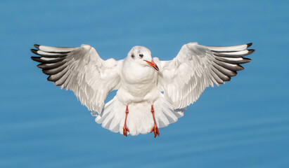 Die Lachmöwe (Chroicocephalus ridibundus, Syn.: Larus ridibundus)