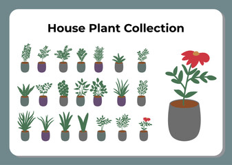 House Plant Collection