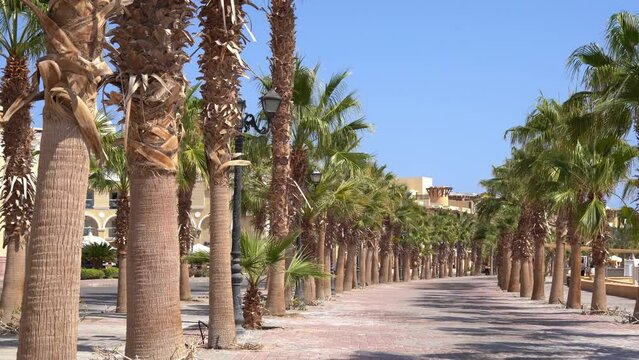 Promenade seafront Alleyway among the palm trees in the old town of Sahl Hasheesh, Egypt