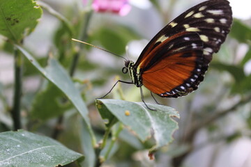 Fototapeta na wymiar Black and orange butterfly on leaf