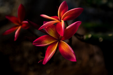 Fleur du frangipanier 