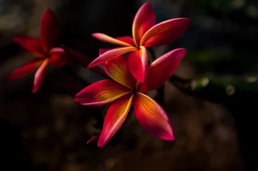 Tuinposter Fleur du frangipanier  © Temanu