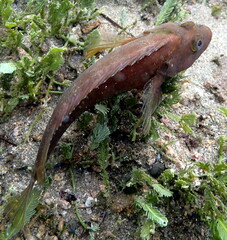 Costa Rica pacific sea life, beach life