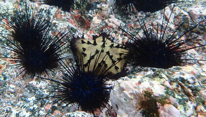 Costa Rica pacific sea life, beach life