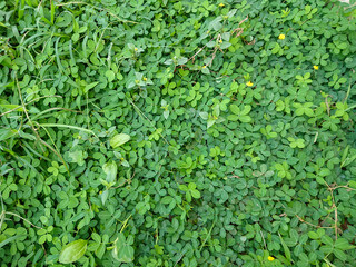 background of plants