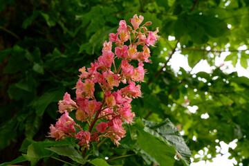 Aesculus x carnea 'Briotii' flower of red horse-chestnut