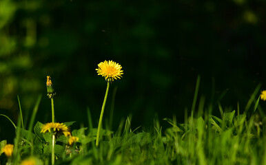  Field dandelion growing in the meadow © Grzegorz
