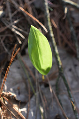 La Plaine 6 Mai 2022