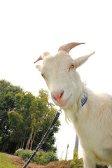 Fototapeta premium 牧場のヤギ Ranch goat