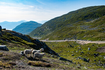 Sheep on the top on Mount Hoven, Loen, Norway