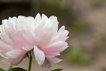 舞鶴公園のシャクヤクF