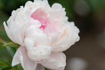 舞鶴公園のシャクヤクE