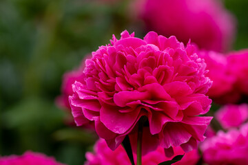 舞鶴公園のシャクヤクC