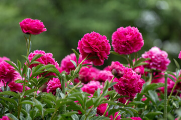 舞鶴公園のシャクヤクB
