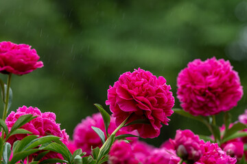 舞鶴公園のシャクヤクA