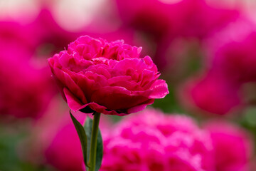 舞鶴公園のシャクヤク