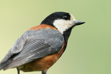 varied tit on a branch