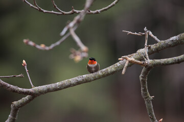 a ruby-throated hummingbird (archilochus colubris) perched on a tree branch