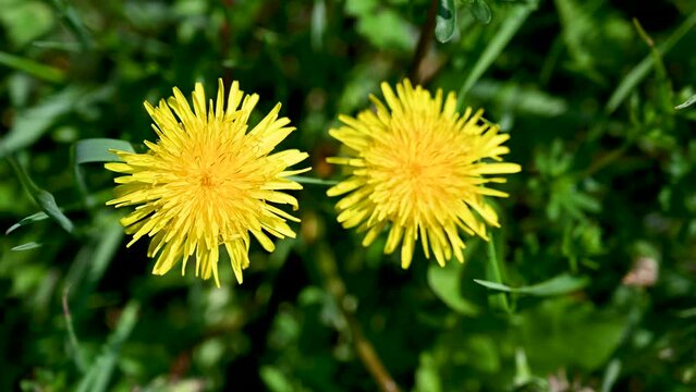 Dandelion flowers growing on the field, view from above. Blooming yellow dandelion on meadow. Sunny spring day. 