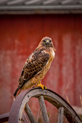 Red-Tailed Hawk Perched