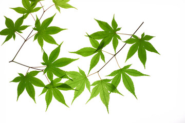 新緑の紅葉　白バック