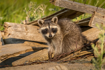 Raccoon Kit in Old Building