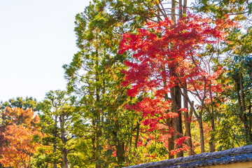 京都・東福寺の紅葉
