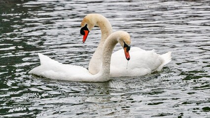 Swans at Lake Ontario during springtime in Humber Bay, Ontario, Canada