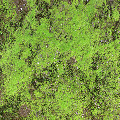 fresh green tropical moss covering growing on wet old concrete floor in garden