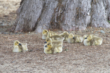 Close up of gosling, baby Canada geese, resting under the shade of an Oak tree in a city park.