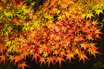 京都・永観堂の紅葉ライトアップ
